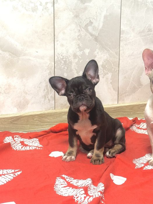 Красуня в шоколадному забарвленні