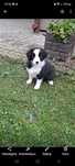 Border  Collie:)