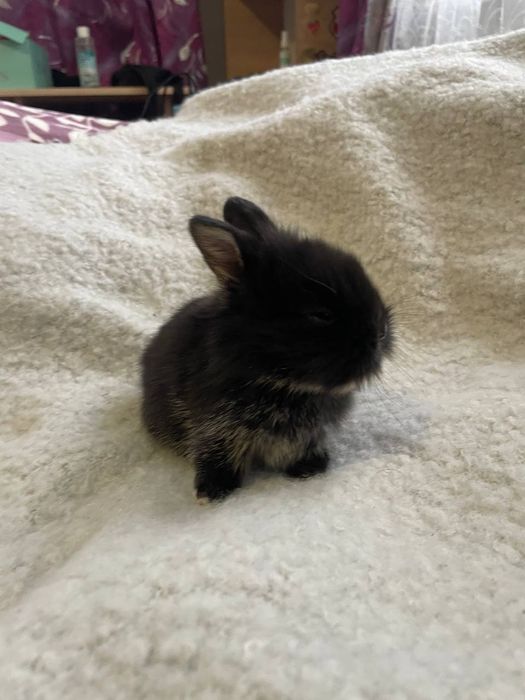 Карликові, декоративні кролики