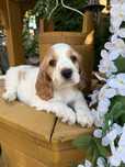 Jedyna taka! Cudowna sunia Cocker Spaniel Orange Roan z rodowodem