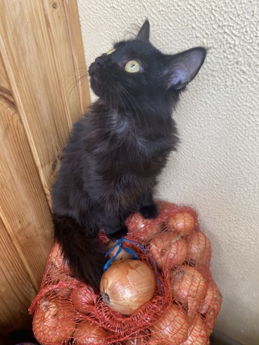 Дівчинка стерилізована в надійну родину