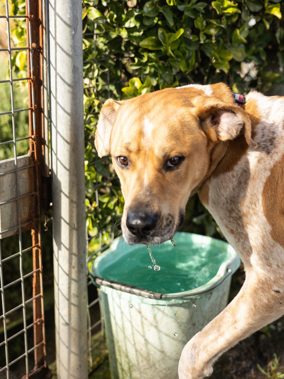 O melhor cão do mundo para adoção responsável