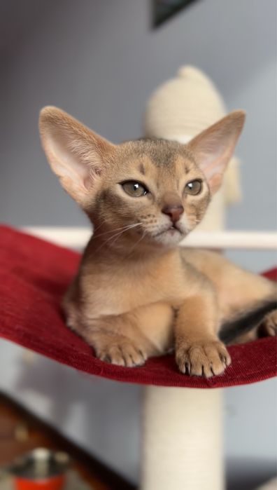 Абиссинские котята!