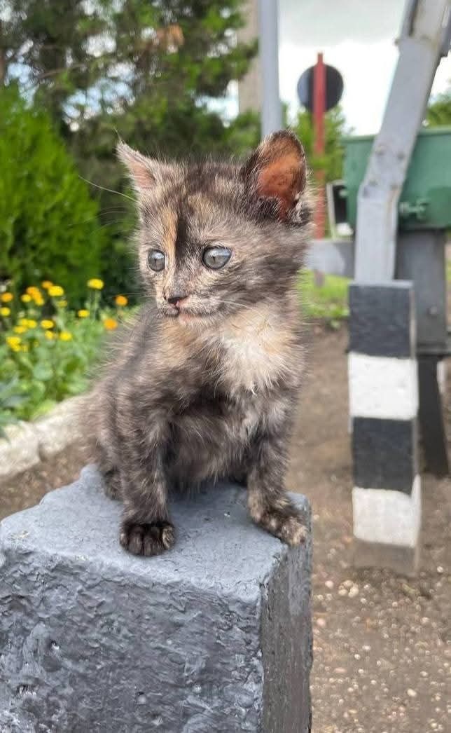 Отдам_ кошки_ котята_ фея