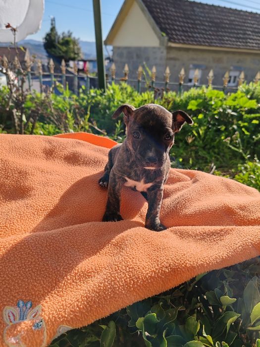 Dou cachorros porte pequeno