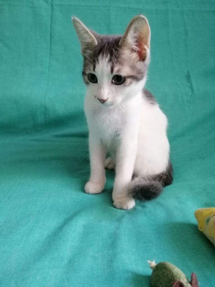 Котята ищут любящую семью