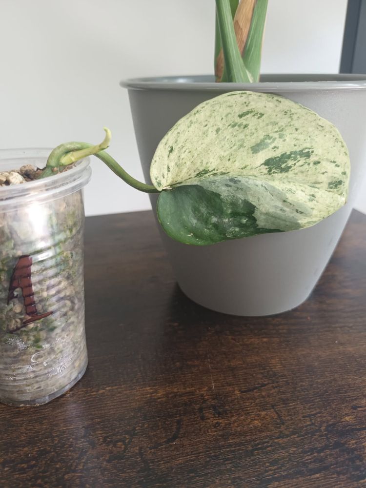 Scindapsus Jade Satin Marble Variegata