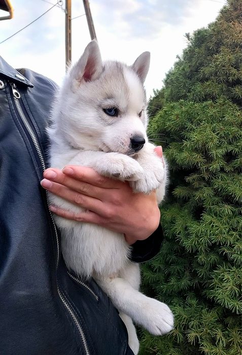 ICE MOON piesek po championach zkwp fci siberian husky