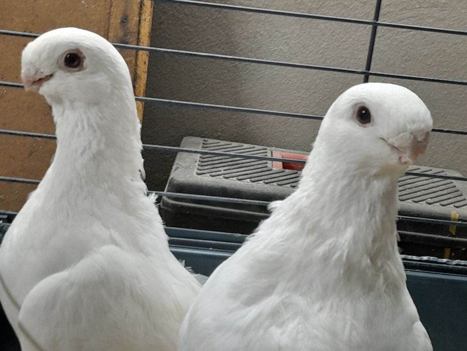 Garbonosy orliki belgijskie antwerpskie