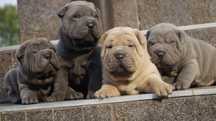 Szczeniak Shar pei z rodowodem. Samiec