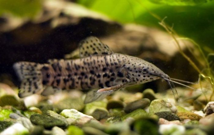 Kiryśnik czarnoplamy