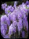 Wisteria Glicenia chińska sadzonki