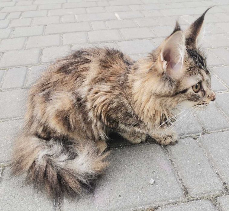 Кошенята Мейн-кун