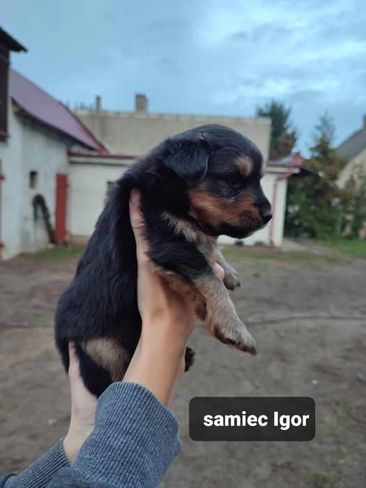 Szczeniak do adopcji