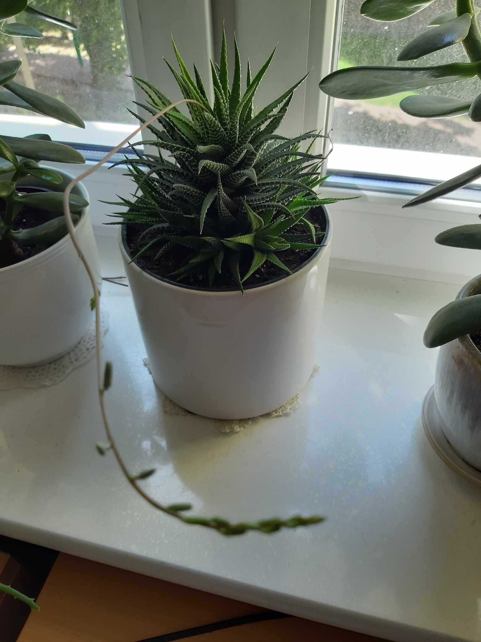 Haworsja Haworthia wąskolistna lub pasiasta kaktus