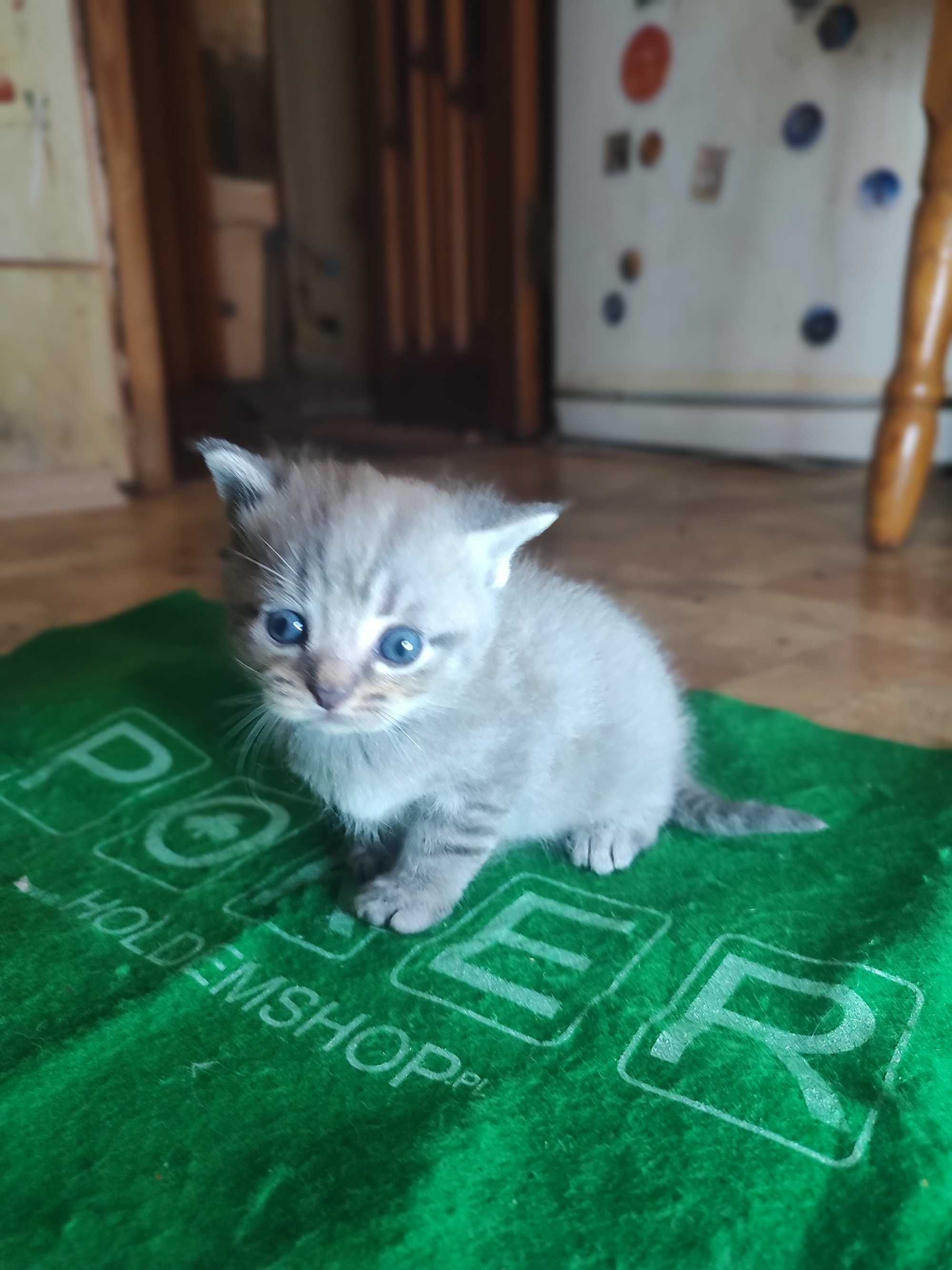 Кошенята вислоухие.  породистие.