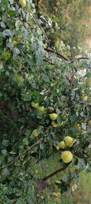 Pigwa ekologiczna, jabłkowa i olbrzymia, bez chemii