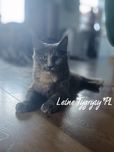 Aba kotka Maine Coon po championie