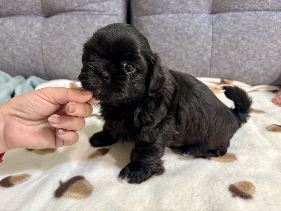 Shih Tzu czarna, malutka suczka, gen blue REZERWACJA