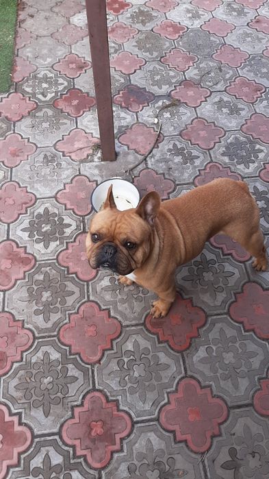 Французский бульдог ждёт ДАМ для вязки