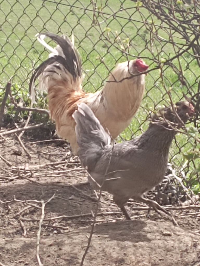 Jaja lęgowe kur marans i araukany