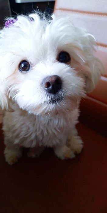 Suczka rasy maltańczyk