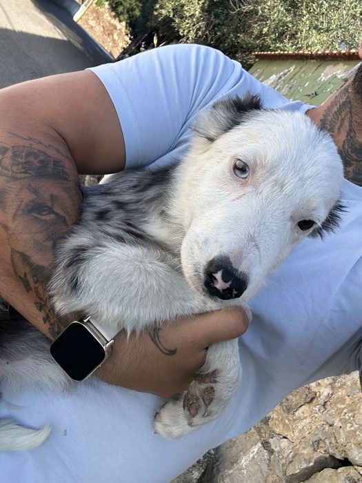 Excelente Menino border collie 3 meses merle