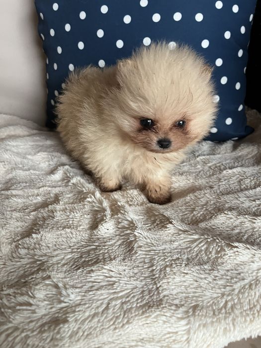 Menino lulu da pomerania