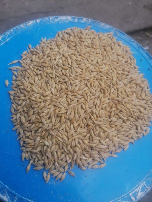 Sprzedam jęczmień ozimy 6 rzedowy