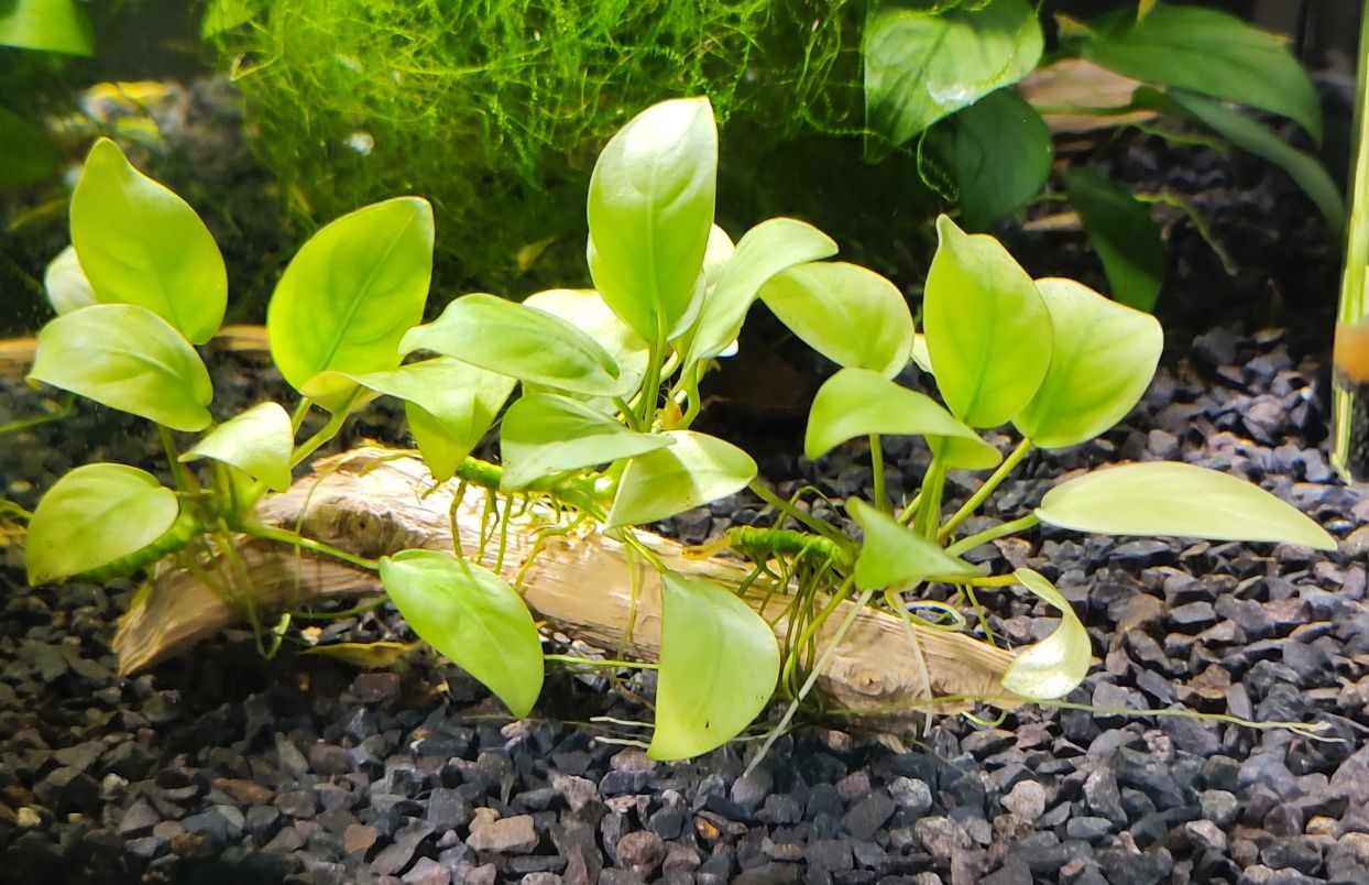 Anubias barteri zaszczepki