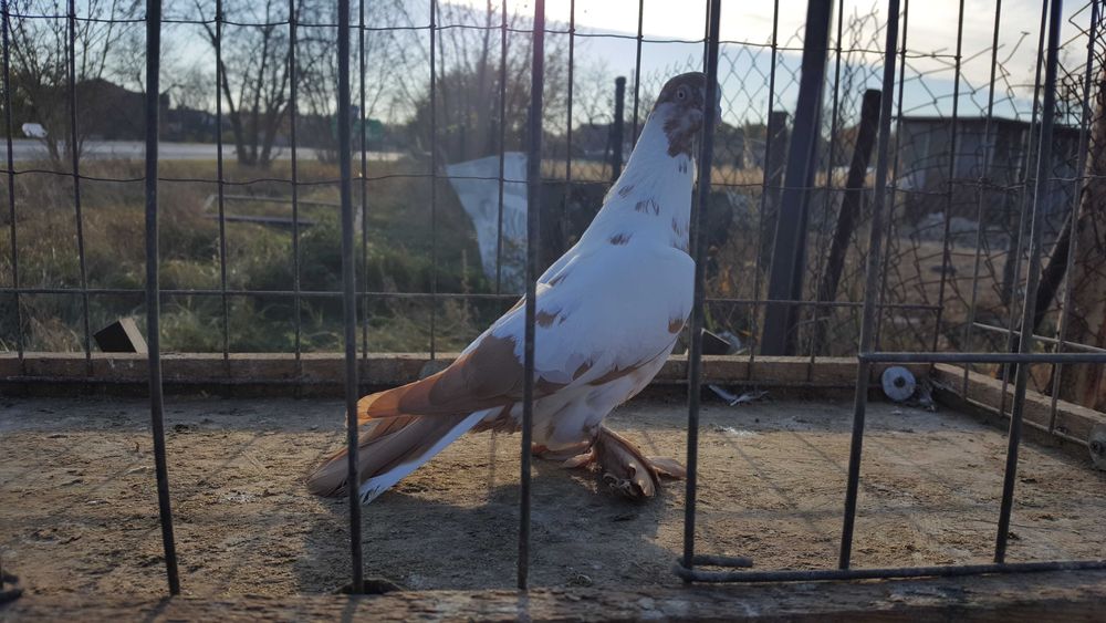 Sprzedam gołębie ozdobne