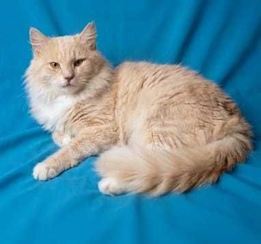 Ангорський кіт котик в добрі руки