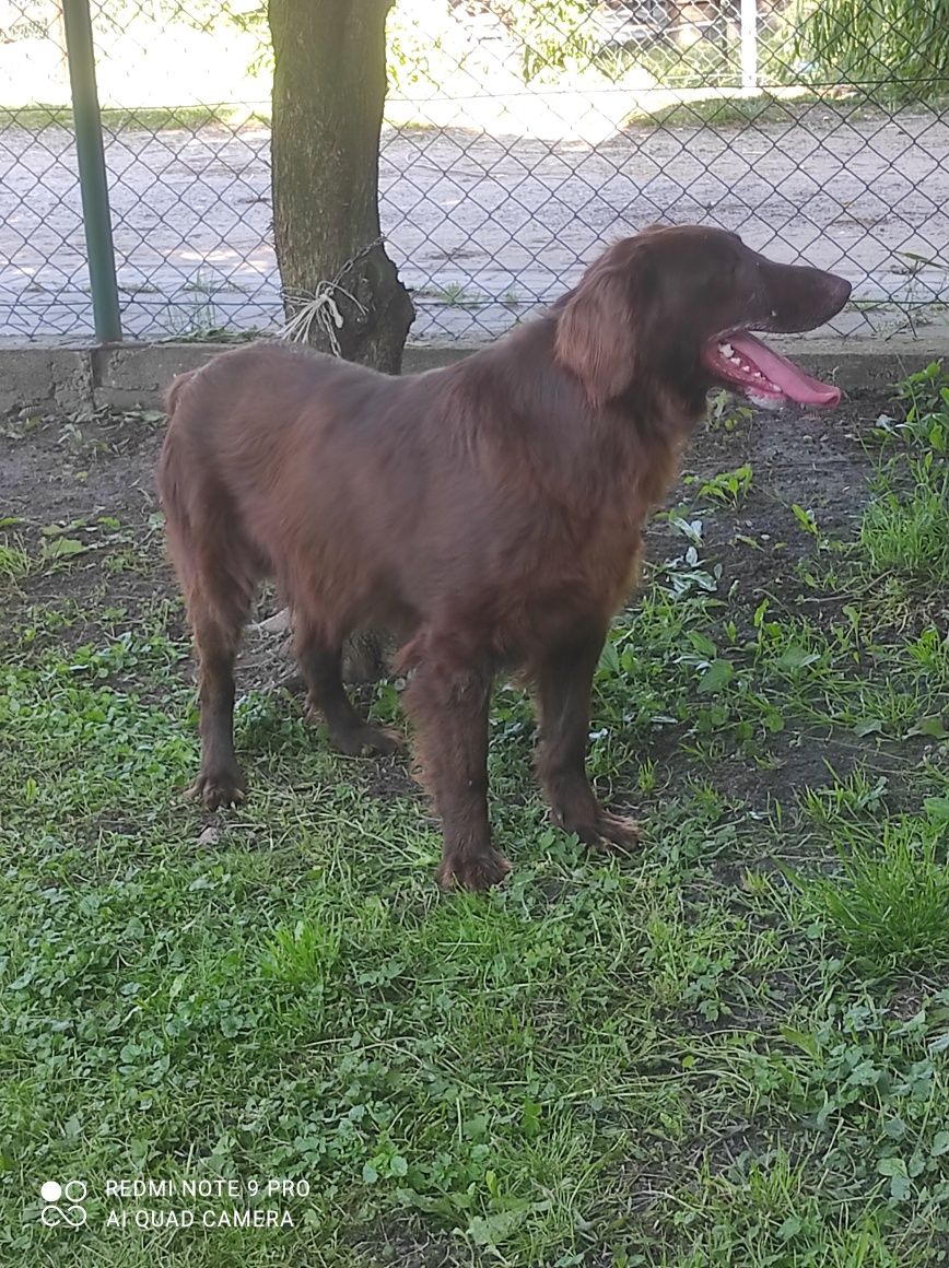 Flat coated retriever