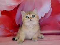 Котята британцы золотые шиншиллы
