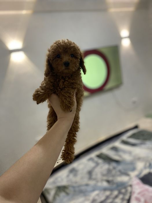 Мальтипу мини мальчик ред браун