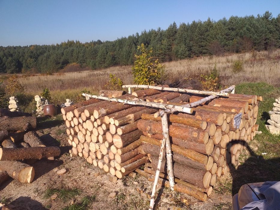 Drzewo opał sosna mokra