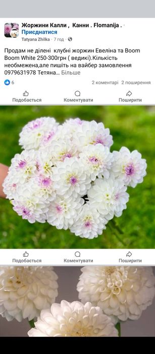 Жоржини ( георгины)