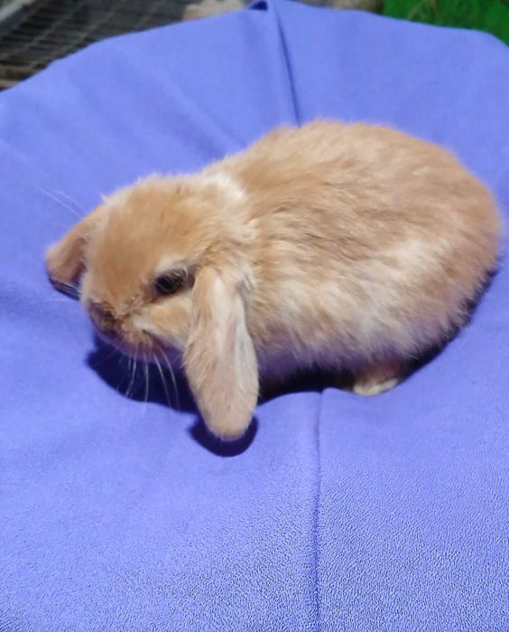 Декоративний кролик, висловухий карлик.