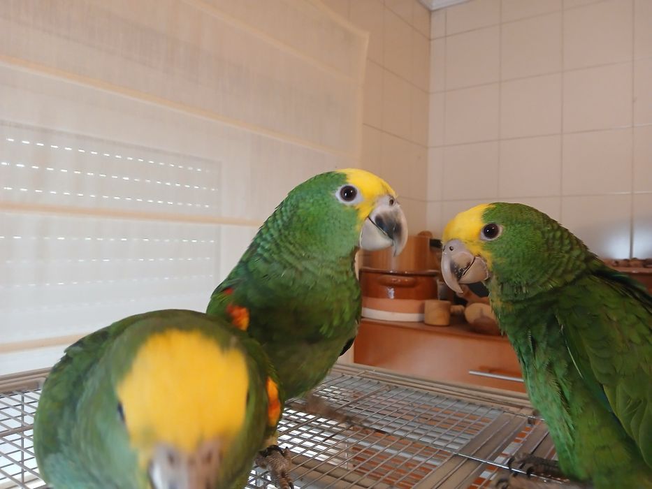 Casal de Amazona oratrix