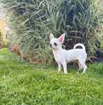 Chihuahua-piesek ZkwP(FCI)