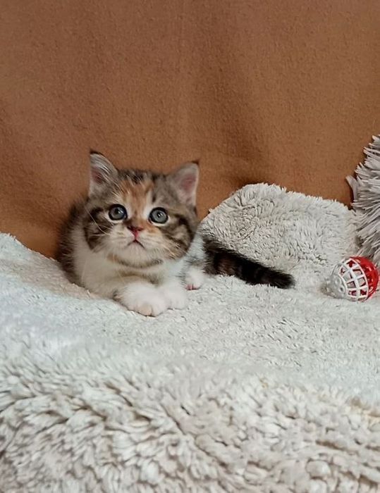 Котенок : Потешная игрунка .