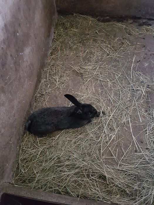 Króliki samiec samica samice samce