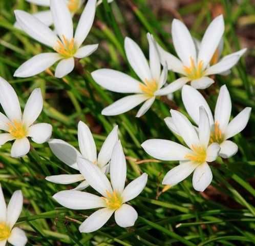 Продам зефірантес сорту candida, по 3 цибулини у вазоні