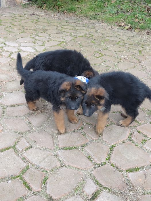 Owczarek niemiecki długowłosy