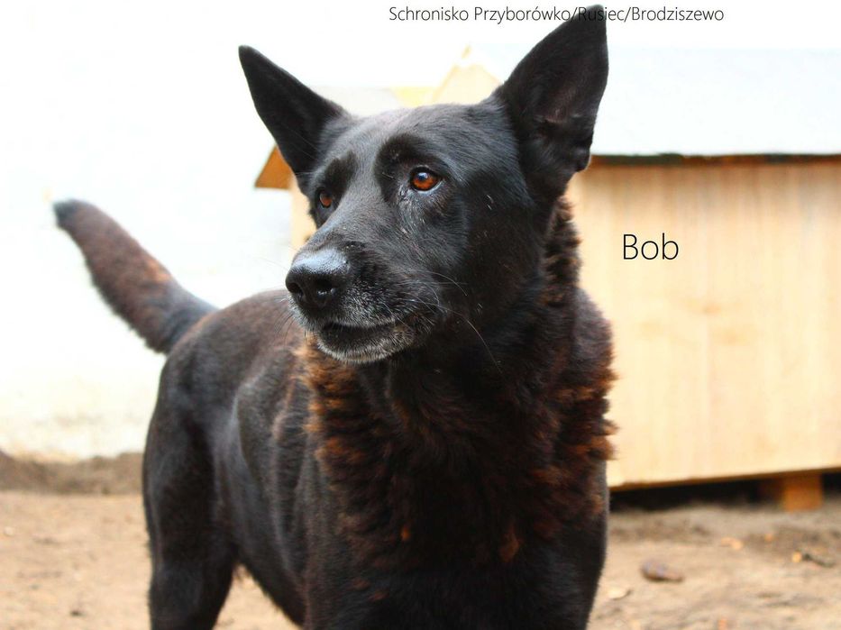 Bob - w typie Owczarek niemiecki; przyjazny i spokojny