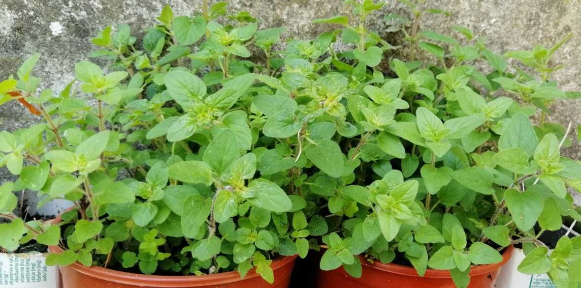 Plantas em vaso ou muda: Orégãos, Alecrim, Cidreira, Maracujá e outros