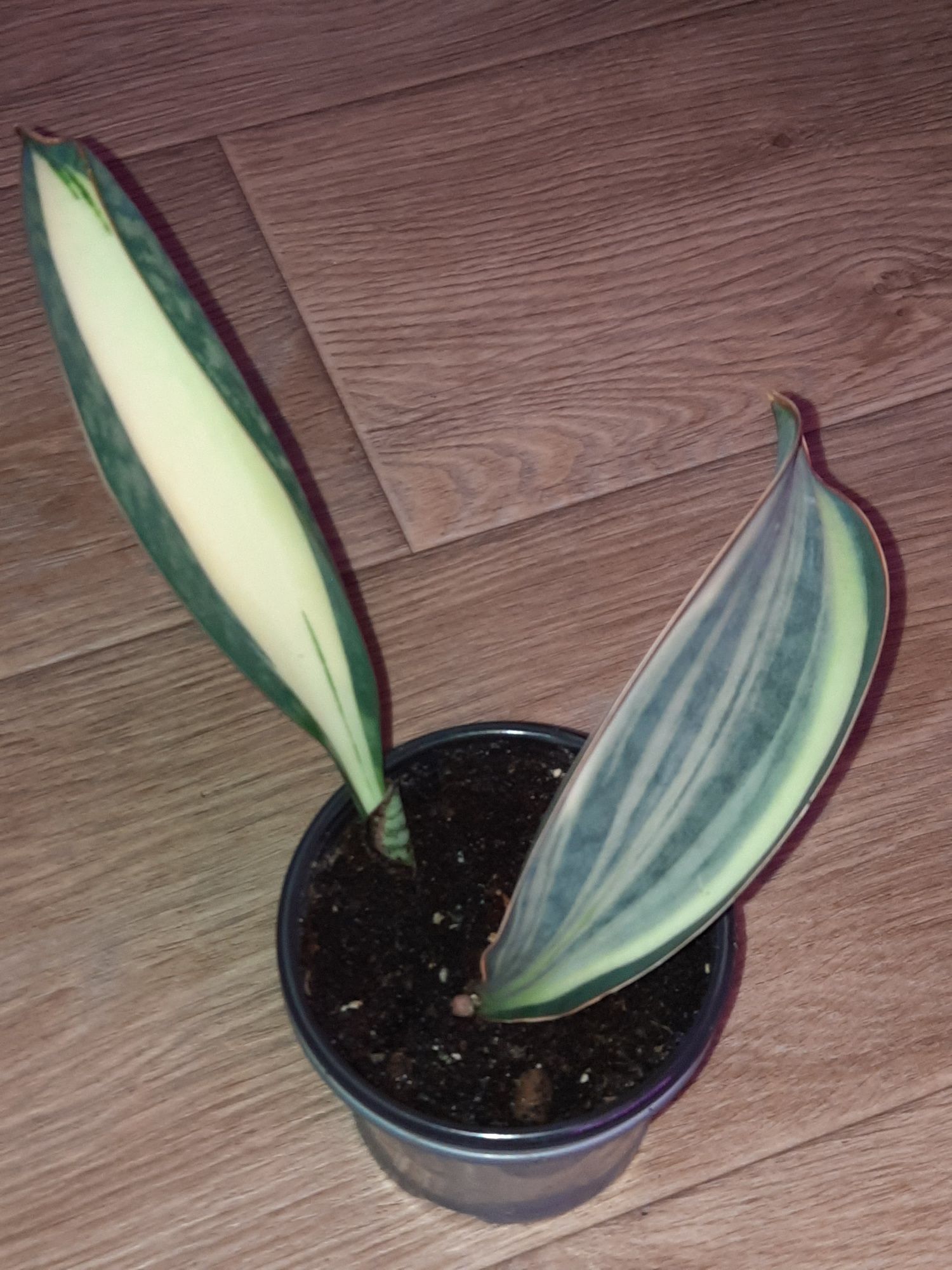 Сансевиерия.Sansevieria