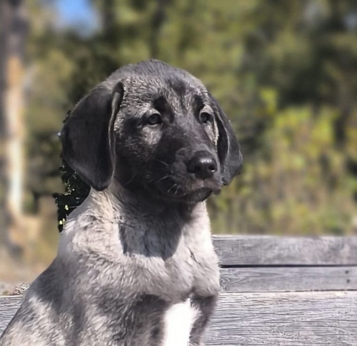 Kangal chlopiec  FCI