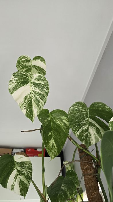 Monstera variegata szczepka 2 liście
