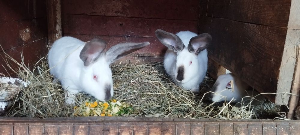 Каліфорнійські кролі та кролички